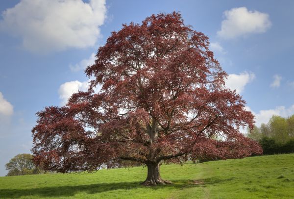 Cost of Beech Tree Pruning in La Crosse