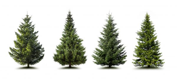 Cost of Pine Tree Trimming in La Crosse