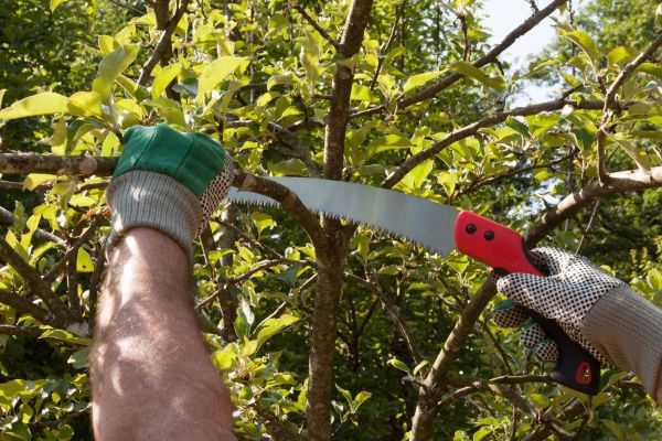 Apple Tree Trimming in La Crosse