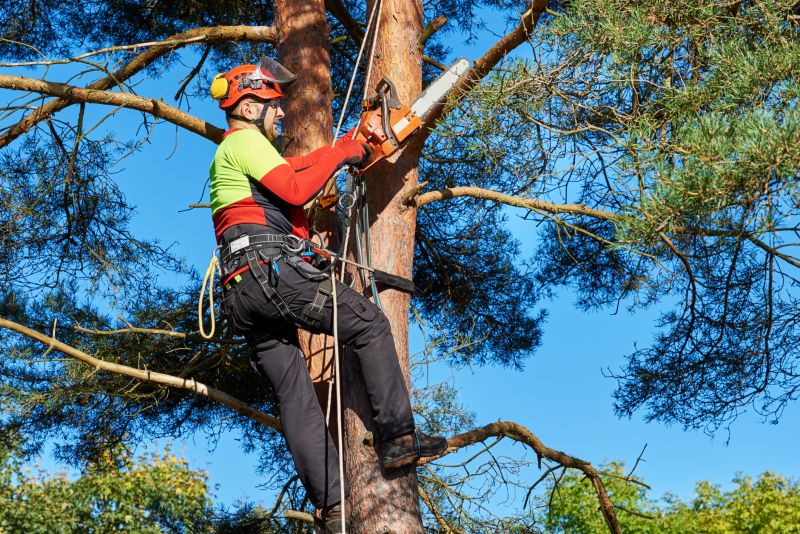 Canopy Pruning