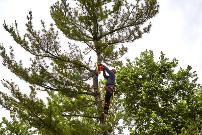 Pine Tree Trimming