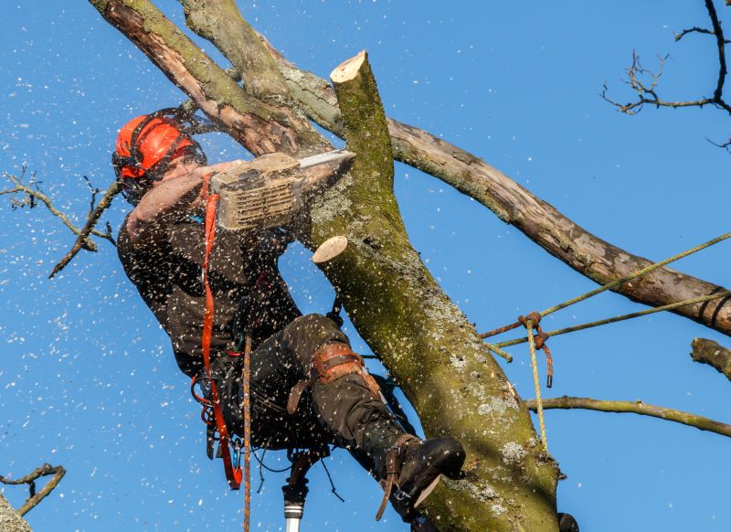 Tree Pruning Equipment